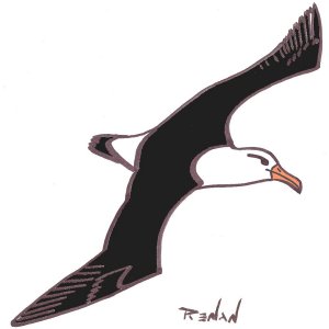 coloriage d'albatros  sourcil noir