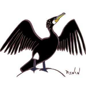coloriage de grand cormoran