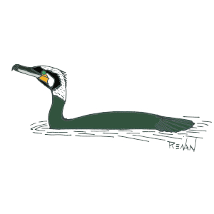 coloriage de grand cormoran