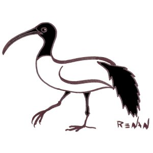 coloriage d'ibis sacr