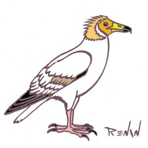 coloriage de vautour percnoptre