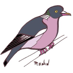 coloriage de pigeon ramier