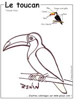 Le coloriage du Toucan toco