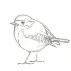 Apprendre  dessiner les oiseaux