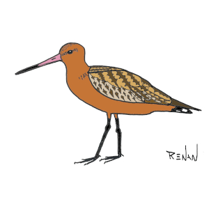 coloriage de barge rousse