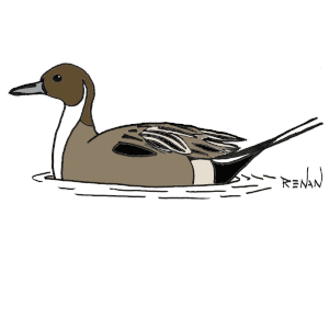 coloriage de canard pilet