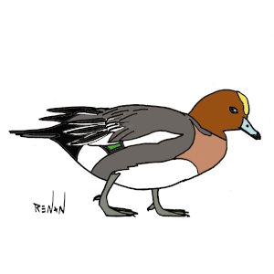 coloriage de canard siffleur