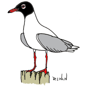 coloriage de mouette mlanocphale